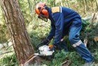 Scotsdaletree-cutting-services-21.jpg; ?>